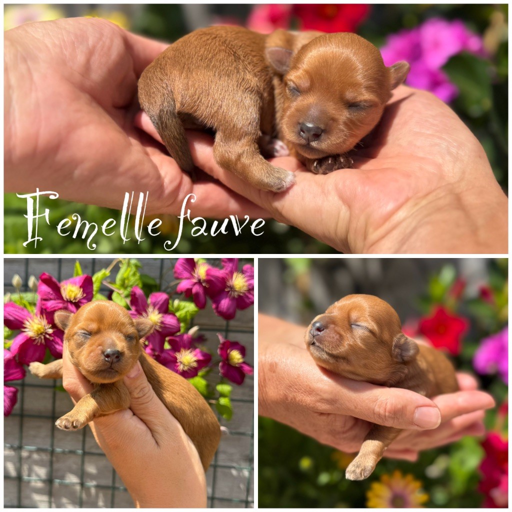 Marie Claire Dumortier - Chiots disponibles - Bichon Havanais