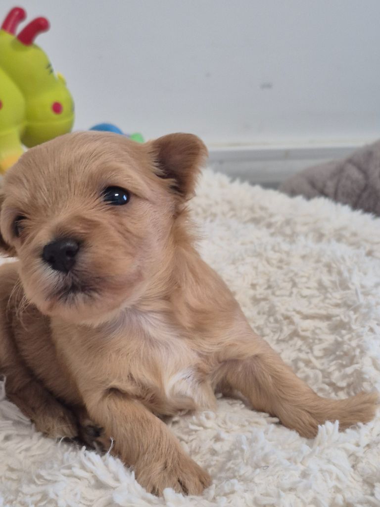 Marie Claire Dumortier - Chiots disponibles - Bichon Havanais