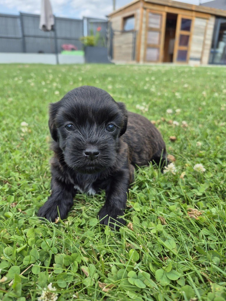 Marie Claire Dumortier - Chiots disponibles - Bichon Havanais