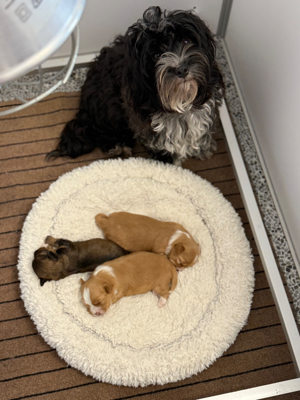 Marie Claire Dumortier - Bichon Havanais - Portée née le 01/12/2025