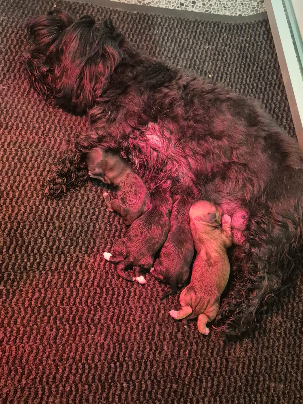 Chiot Bichon Havanais Marie Claire Dumortier