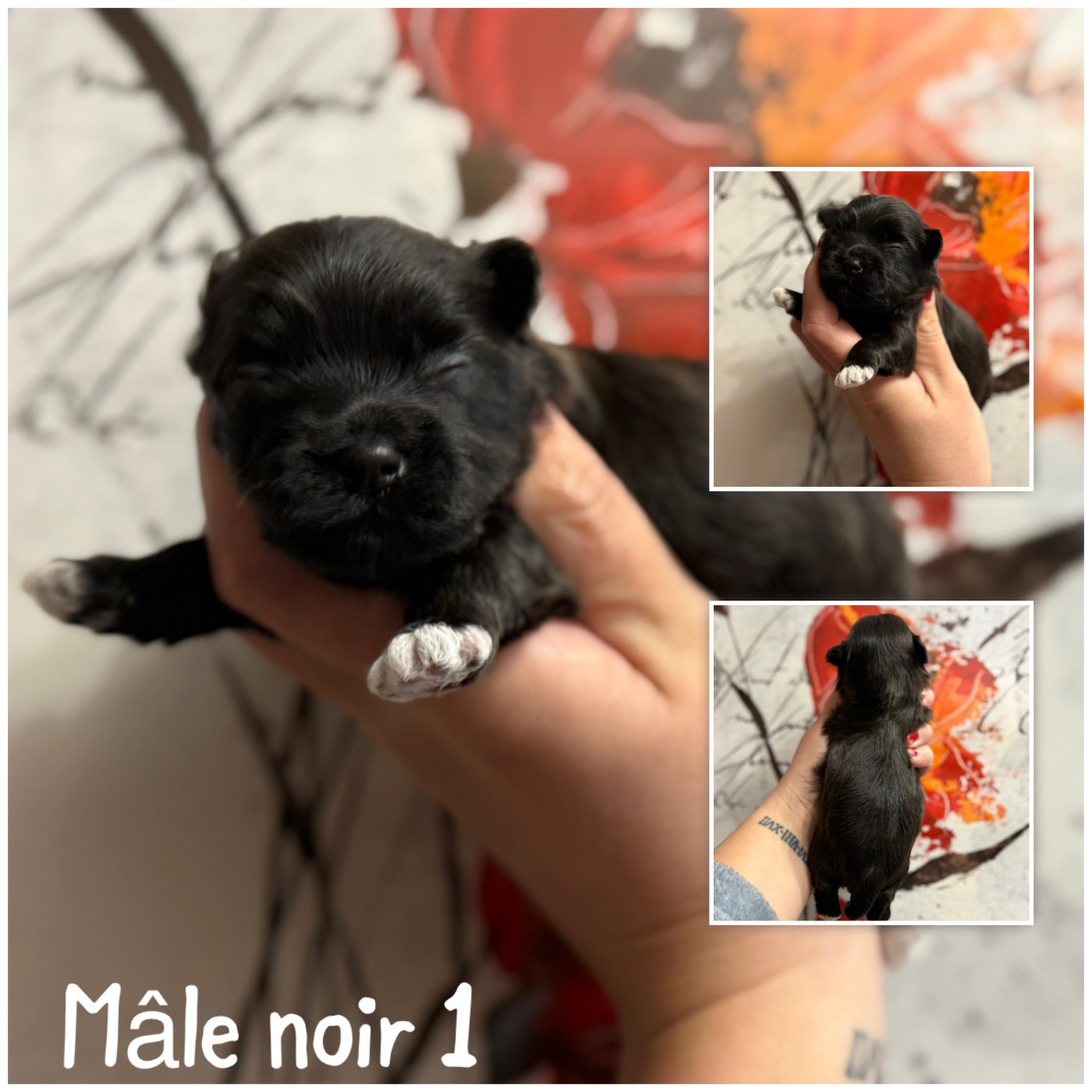 Marie Claire Dumortier - Chiots disponibles - Bichon Havanais