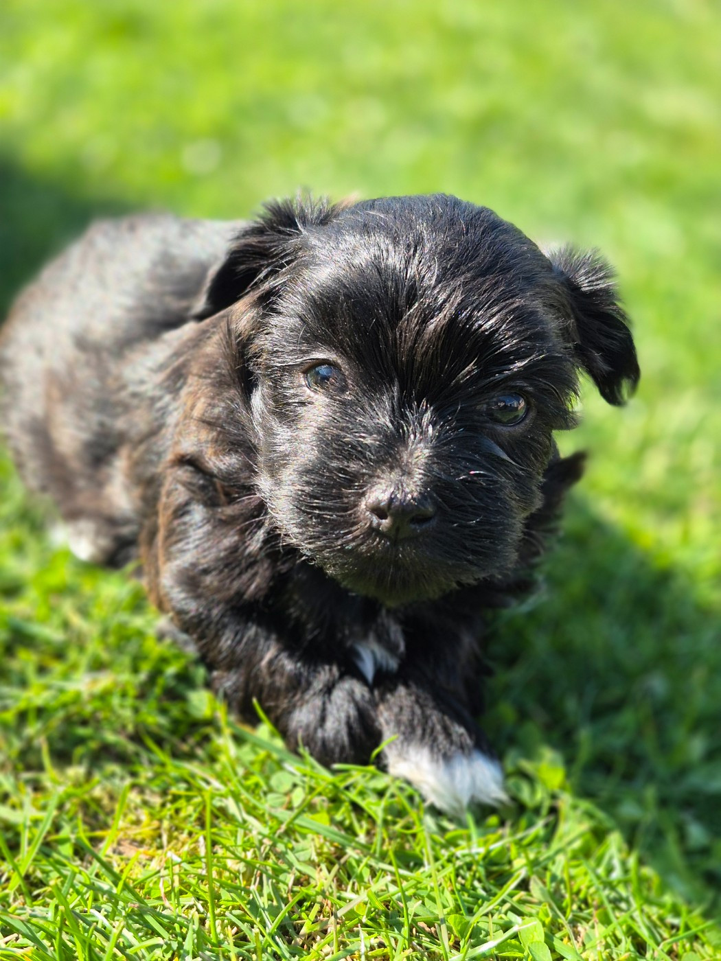 Marie Claire Dumortier - Chiots disponibles - Bichon Havanais