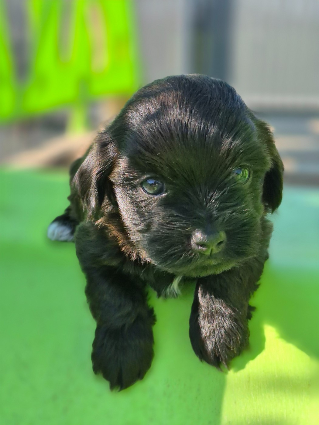 Marie Claire Dumortier - Chiots disponibles - Bichon Havanais