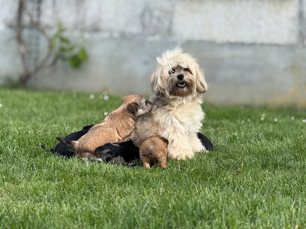 Chiot Bichon Havanais Marie Claire Dumortier