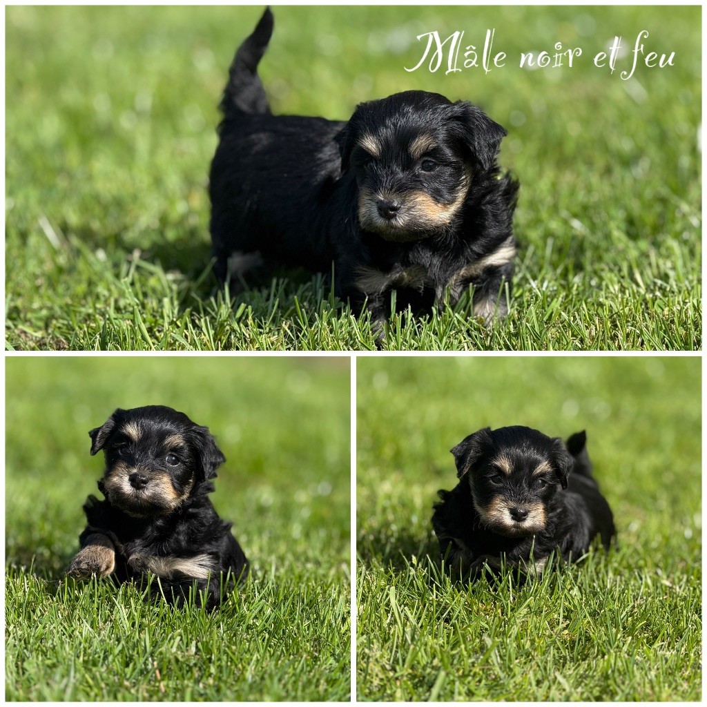 Marie Claire Dumortier - Chiots disponibles - Bichon Havanais