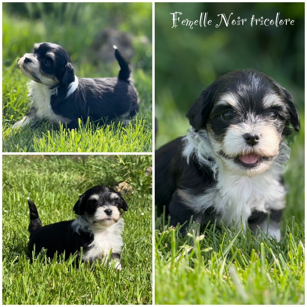 Marie Claire Dumortier - Chiots disponibles - Bichon Havanais