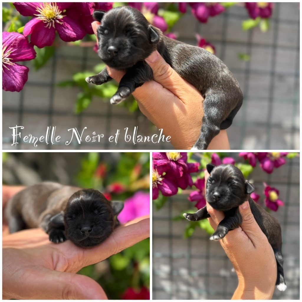 Marie Claire Dumortier - Chiots disponibles - Bichon Havanais