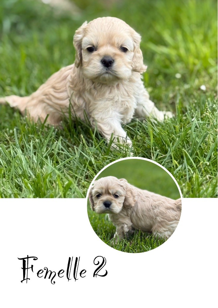 Marie Claire Dumortier - Chiots disponibles - American Cocker Spaniel