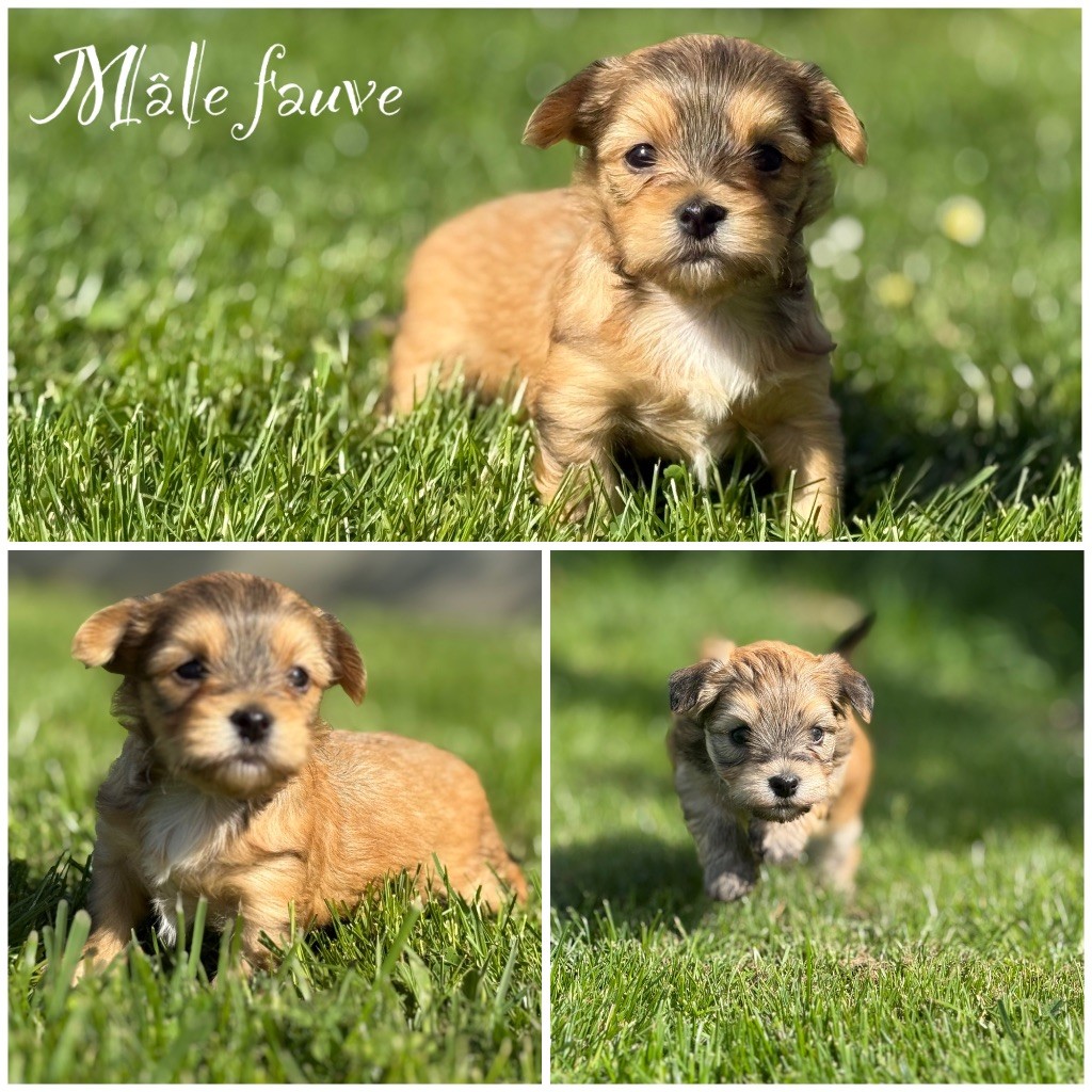 Marie Claire Dumortier - Chiots disponibles - Bichon Havanais