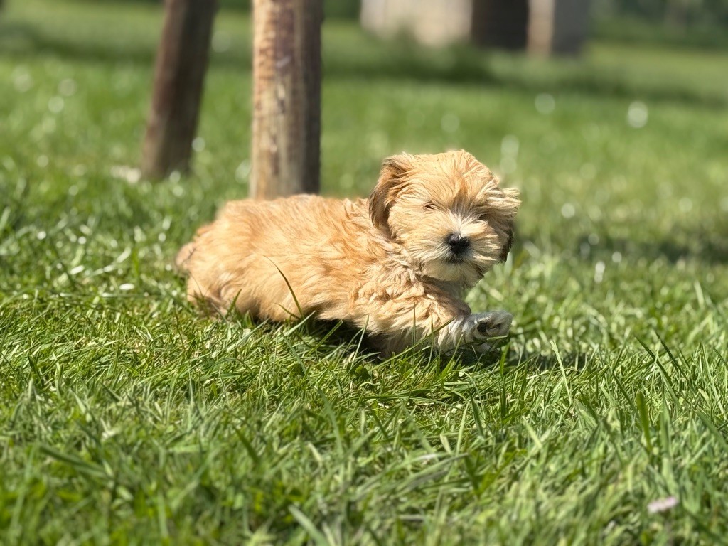 Marie Claire Dumortier - Chiots disponibles - Bichon Havanais