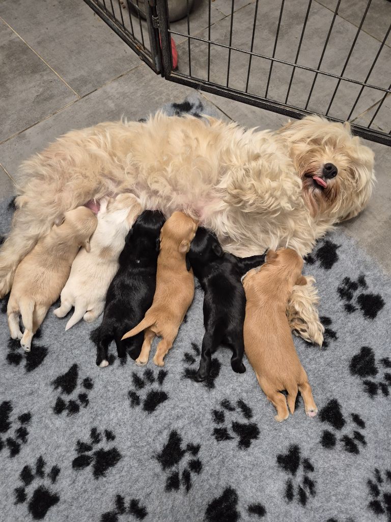Marie Claire Dumortier - Bichon Havanais - Portée née le 17/08/2025