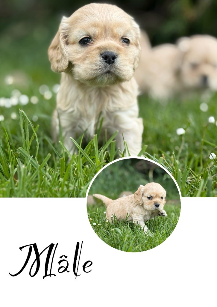 Marie Claire Dumortier - Chiots disponibles - American Cocker Spaniel