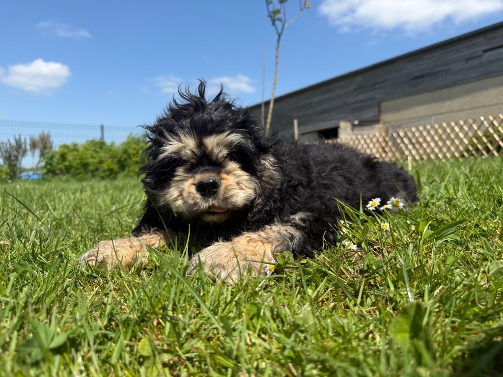 Marie Claire Dumortier - Chiots disponibles - American Cocker Spaniel