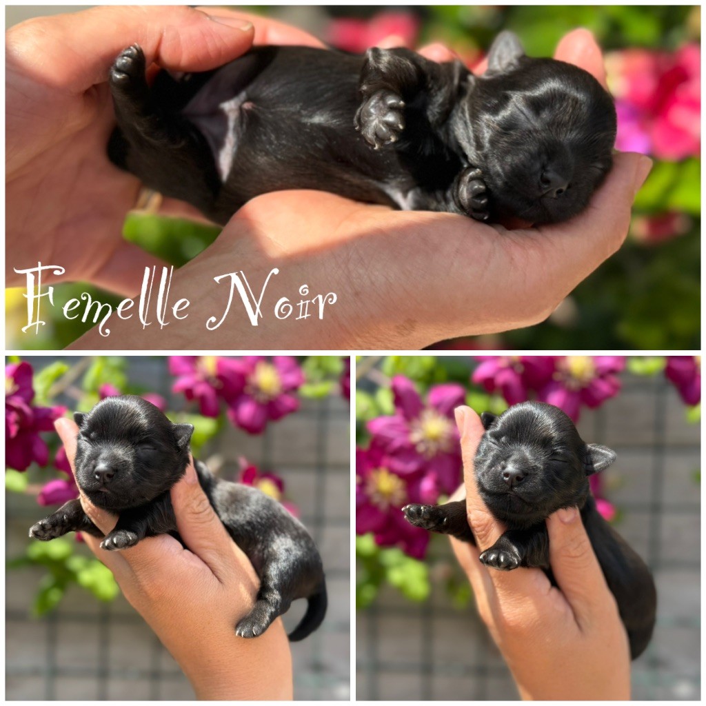 Marie Claire Dumortier - Chiots disponibles - Bichon Havanais