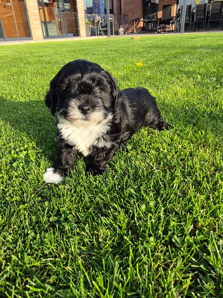Marie Claire Dumortier - Chiots disponibles - Bichon Havanais