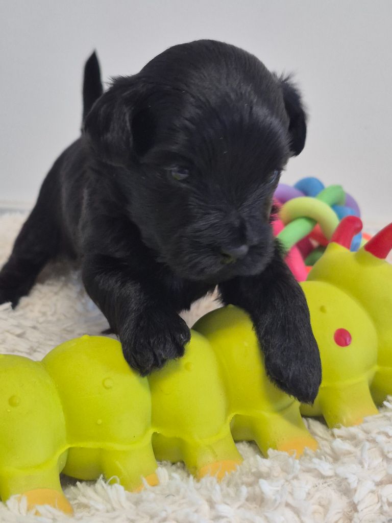 Marie Claire Dumortier - Chiots disponibles - Bichon Havanais