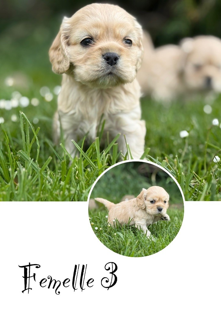 Marie Claire Dumortier - Chiots disponibles - American Cocker Spaniel