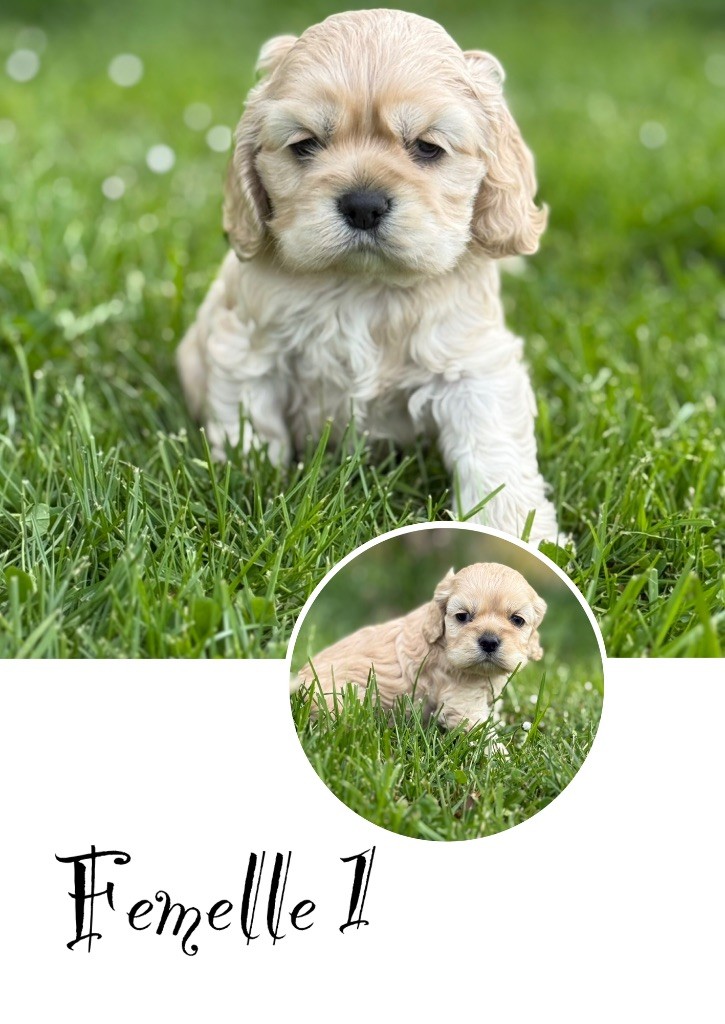 Marie Claire Dumortier - Chiots disponibles - American Cocker Spaniel