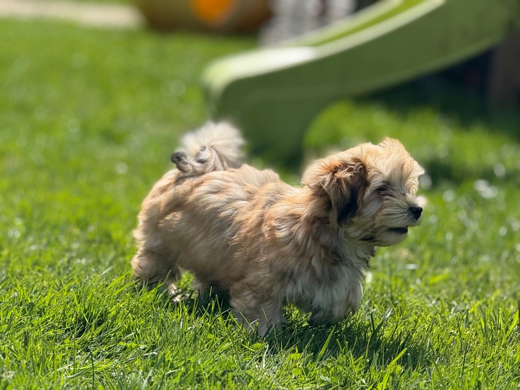 Marie Claire Dumortier - Chiots disponibles - Bichon Havanais
