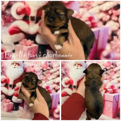 Femelle fauve charbonnée