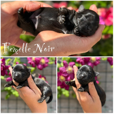 Femelle Noir 
