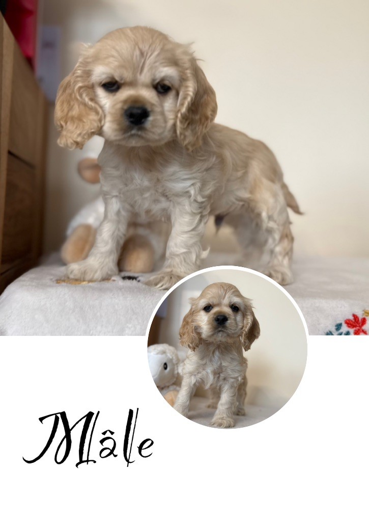 Marie Claire Dumortier - Chiots disponibles - American Cocker Spaniel