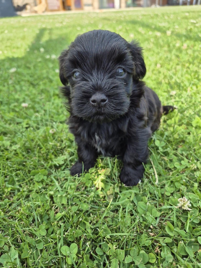 Marie Claire Dumortier - Chiots disponibles - Bichon Havanais