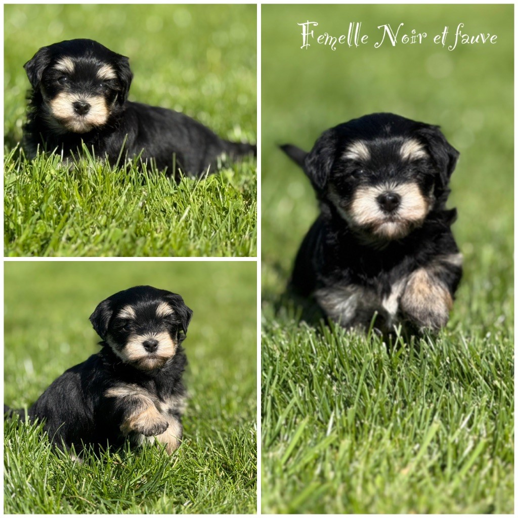 Marie Claire Dumortier - Chiots disponibles - Bichon Havanais