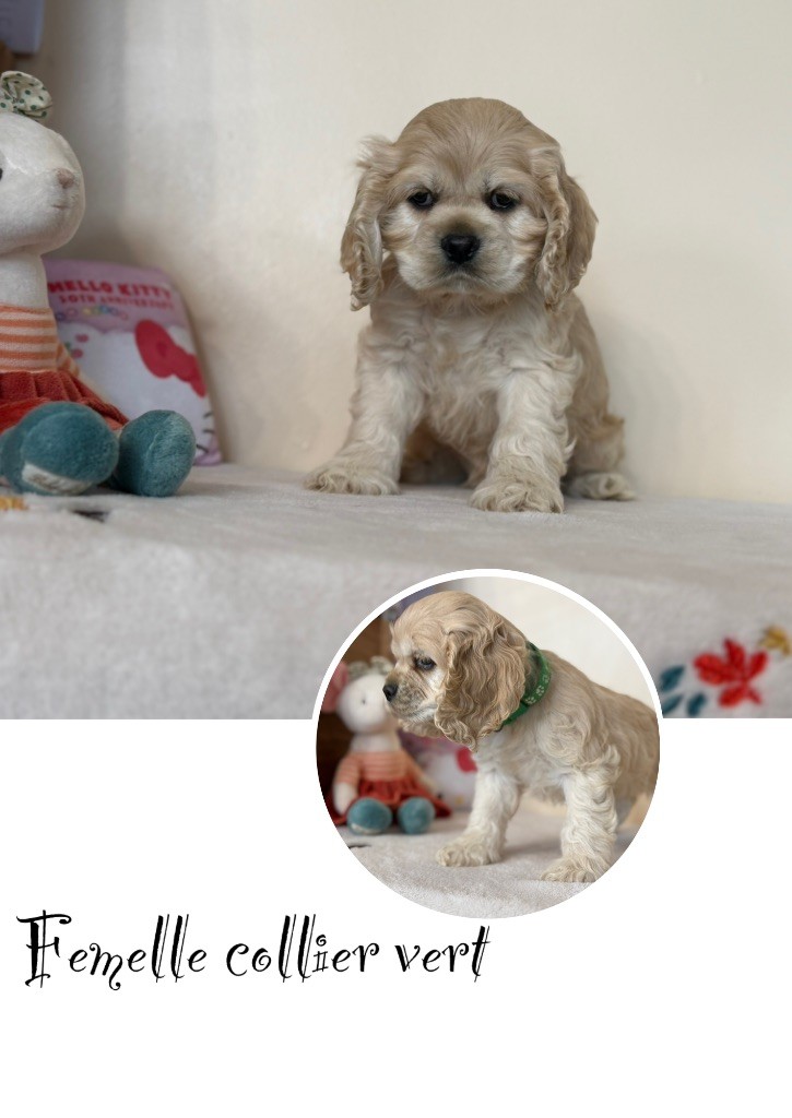 Marie Claire Dumortier - Chiots disponibles - American Cocker Spaniel