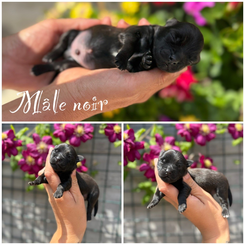 Marie Claire Dumortier - Chiots disponibles - Bichon Havanais