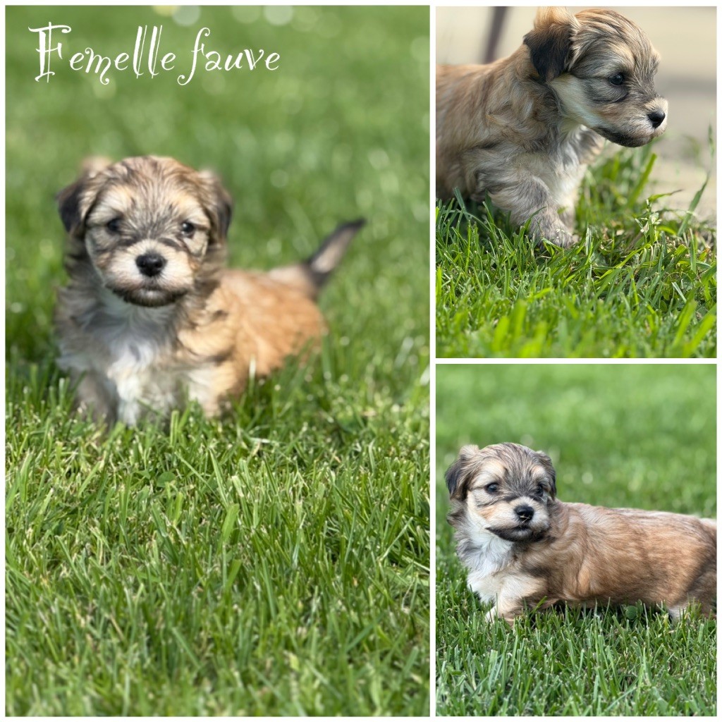 Marie Claire Dumortier - Chiots disponibles - Bichon Havanais