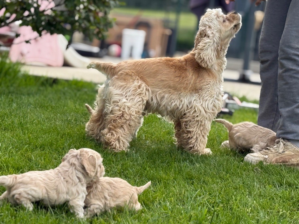 Chiot American Cocker Spaniel Marie Claire Dumortier