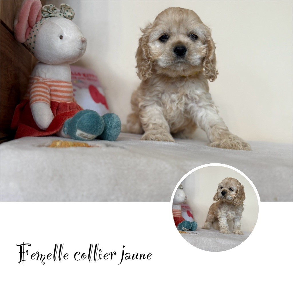 Marie Claire Dumortier - Chiots disponibles - American Cocker Spaniel