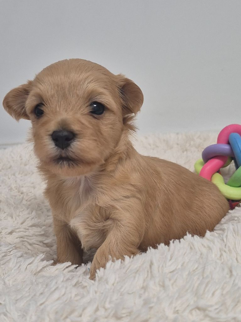 Marie Claire Dumortier - Chiots disponibles - Bichon Havanais