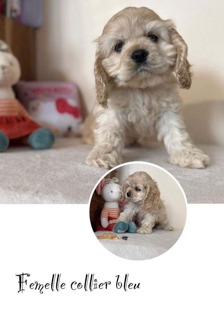 Marie Claire Dumortier - Chiots disponibles - American Cocker Spaniel