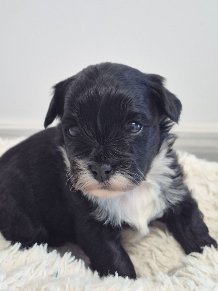 Marie Claire Dumortier - Chiots disponibles - Bichon Havanais